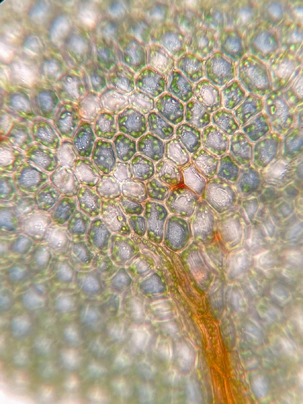 Mnium stellare